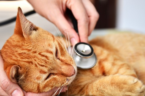 Veterinary Services in Little Rock, Caddo Valley & Malvern, AR | Providence  ​Veterinary Care